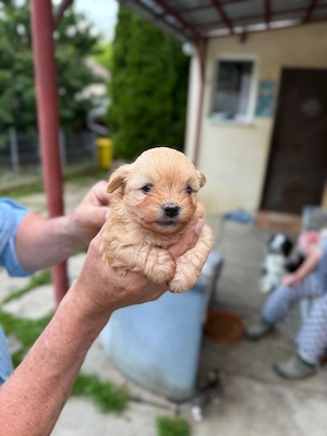 Pui de câine (50% Bișon, 25% Pomerian, 25%shih zu) - imagine 5