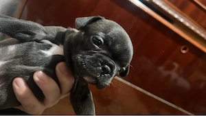 Vand femele de bulldog francez