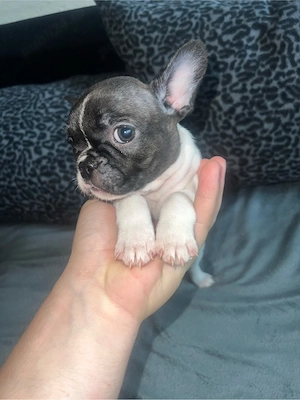 Vand femele de bulldog francez - imagine 4