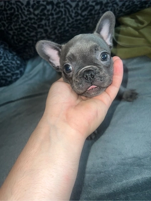 Vand femele de bulldog francez - imagine 3