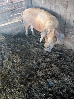 de vânzare mascur castrat și vacinat 90 100 kg aproximativ preț 1100 lei  - imagine 2