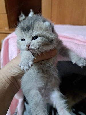 British shorthair blue golden  - imagine 2