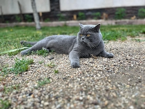 British shorthair blue golden  - imagine 4