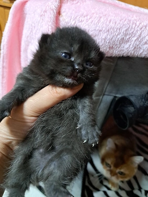 British shorthair blue golden  - imagine 5