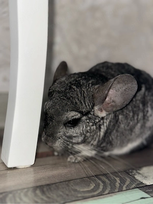 Vand un pui de chincilla de 7,5 luni! 1200 negociabil