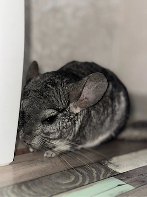 Vand un pui de chincilla de 7,5 luni! 1200 negociabil - imagine 3