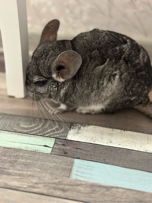 Vand un pui de chincilla de 7,5 luni! 1200 negociabil - imagine 5