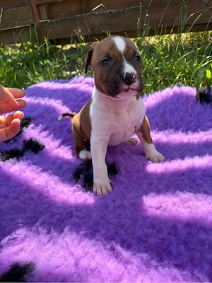 American Staffordshire Terrier ( Amstaff) 