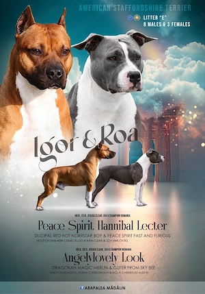 American Staffordshire Terrier ( Amstaff)  - imagine 4