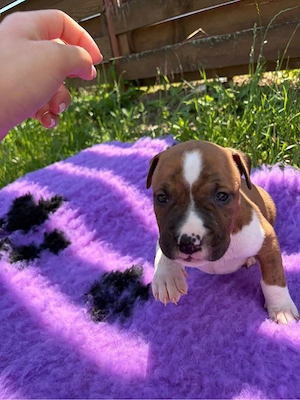 American Staffordshire Terrier ( Amstaff)  - imagine 2