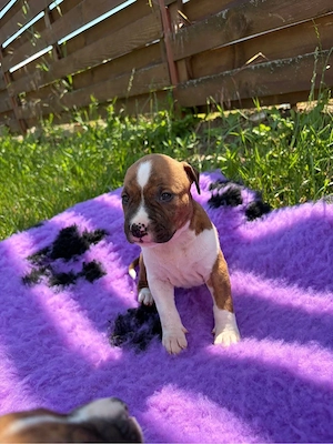 American Staffordshire Terrier ( Amstaff)  - imagine 3
