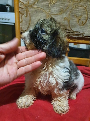 shih tzu toy