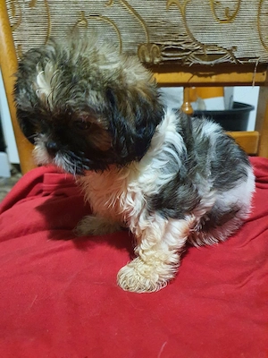 shih tzu toy - imagine 4