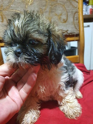 shih tzu toy - imagine 5