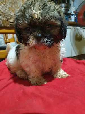 shih tzu toy - imagine 3