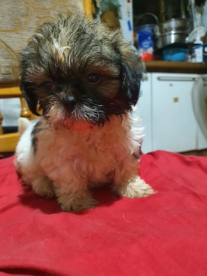 shih tzu toy - imagine 2
