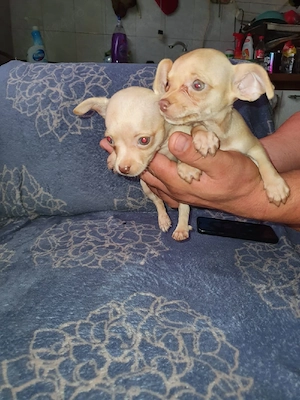 Chihuahua 