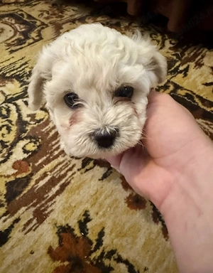 bichon frize  - imagine 2