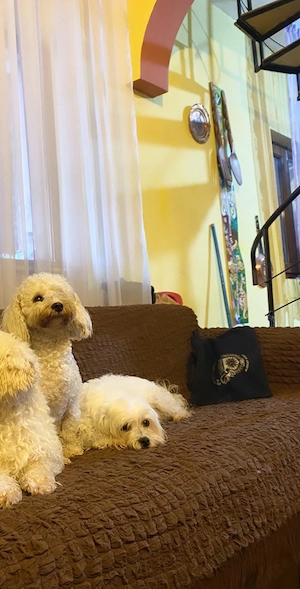 bichon frize  - imagine 3