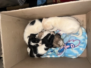 Catei cuminti spre adoptie - imagine 2