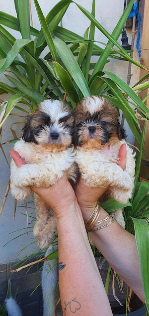Shih tzu 