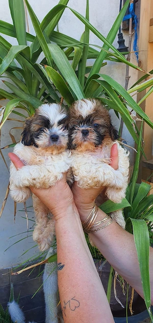 Shih tzu 