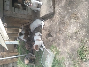 Donez pui cateii metis beagle cu ciobanesc - imagine 3