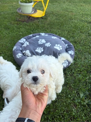 vand bichon maltez  - imagine 2