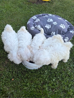 vand bichon maltez  - imagine 4