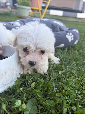 vand bichon maltez  - imagine 3