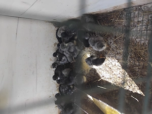 Pui Australorp de o săptămănă