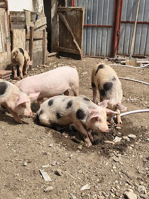 grăsuni duroc și marele alb cauta casuta noua - imagine 2
