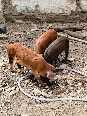 grăsuni duroc și marele alb cauta casuta noua - imagine 4