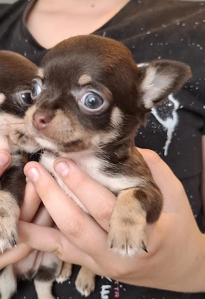 chihuahua mini toy poze reale - imagine 3