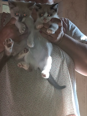 Pisici siameze de rasa 