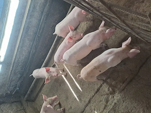 Vand purcei de 7 săptămâni 