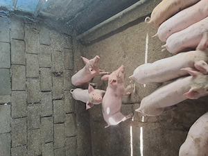 Vand purcei de 7 săptămâni  - imagine 4