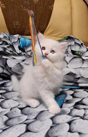 British longhair si shorthair baieti !! - imagine 4