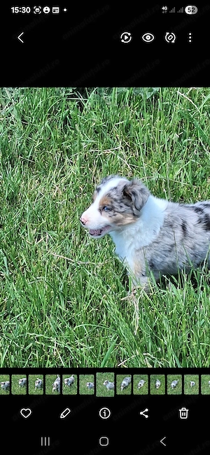 Vand catelusi,pui border collie - imagine 2