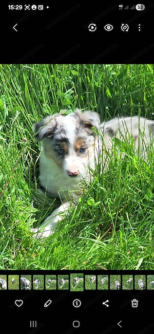 Vand catelusi,pui border collie - imagine 4