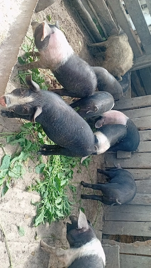 Purcei bazna de vanzare 10 săptămâni! - imagine 4