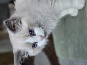 Ragdoll Blue de vanzare - imagine 2