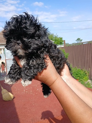 vand un baietel shih tzu de 8 saptamani 