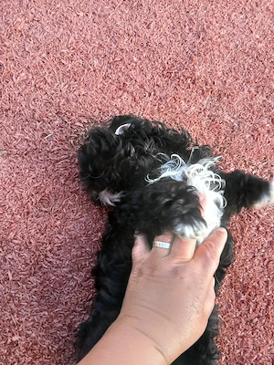 vand un baietel shih tzu de 8 saptamani  - imagine 5