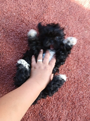 vand un baietel shih tzu de 8 saptamani  - imagine 2