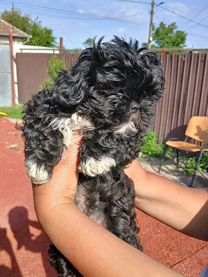 vand un baietel shih tzu de 8 saptamani  - imagine 4