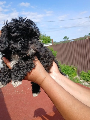 vand un baietel shih tzu de 8 saptamani  - imagine 3