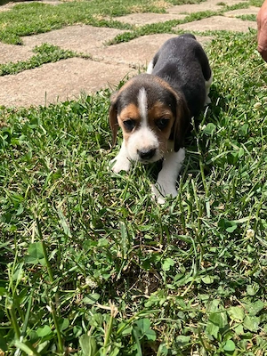 Catei beagle - imagine 4