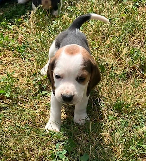 Catei beagle
