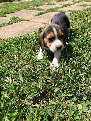 Catei beagle - imagine 3